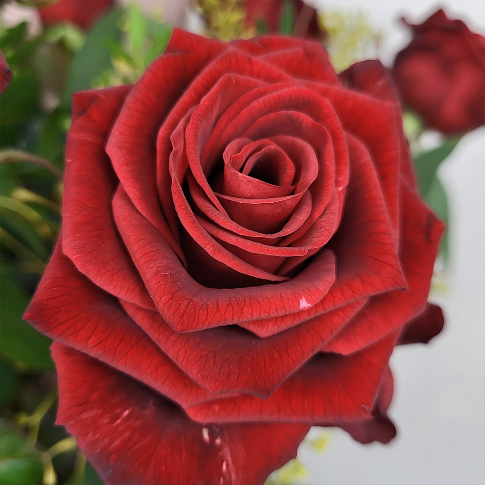 Bouquets-types-produits-6